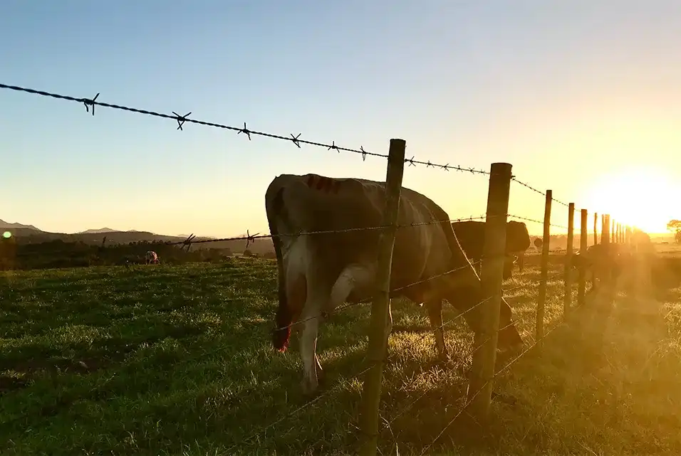 heat detection for cows